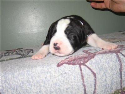 Puppies in CT