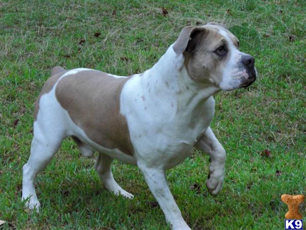 Stud Dogs - Old English Bulldog