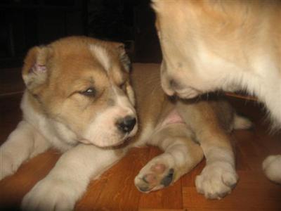 Central Asian Shepherd Puppies for Sale