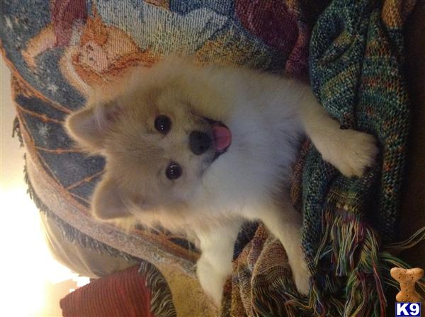 Stud Dogs - Pomeranian