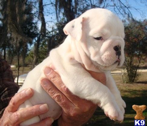 Puppies for Adoption