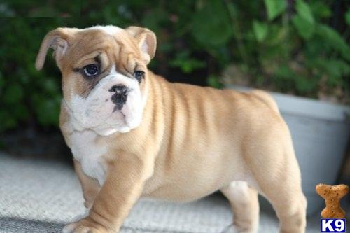 Puppies for Adoption