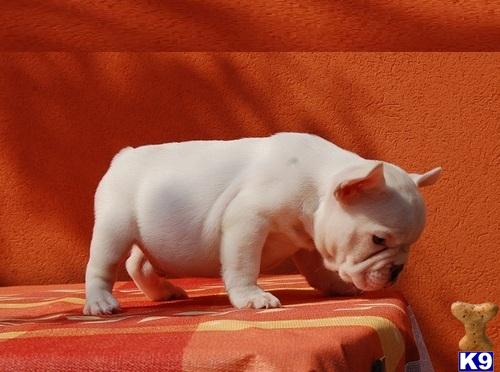 Puppies for Adoption