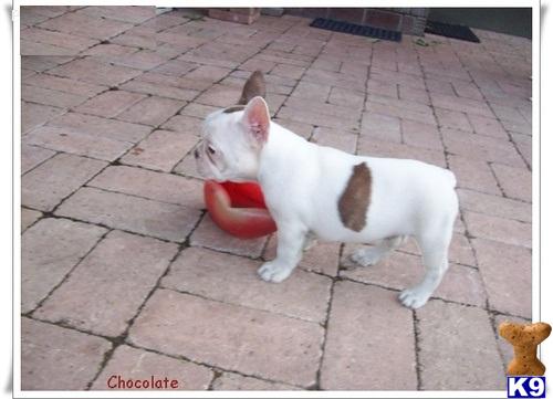 Puppies for Adoption
