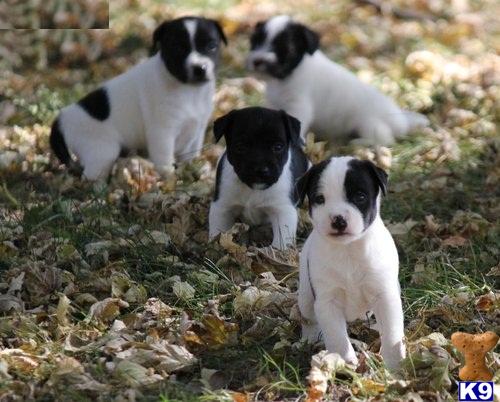 Puppies for Adoption