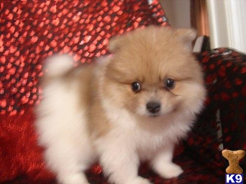 Puppies for Adoption