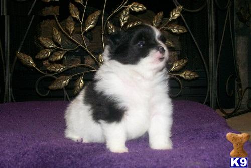 Puppies for Adoption