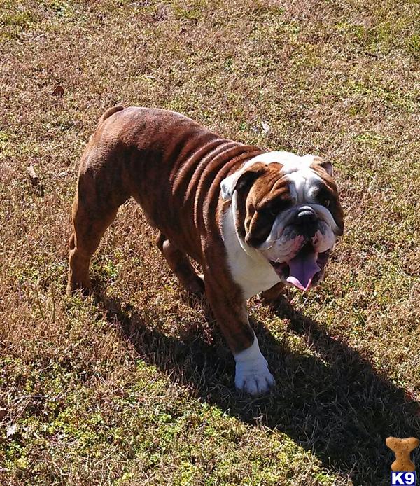 Stud Dogs - English Bulldog