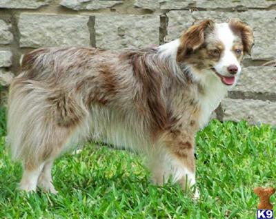 Stud Dogs - Miniature Australian Shepherd