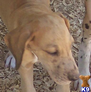 Great Dane Puppies for Sale