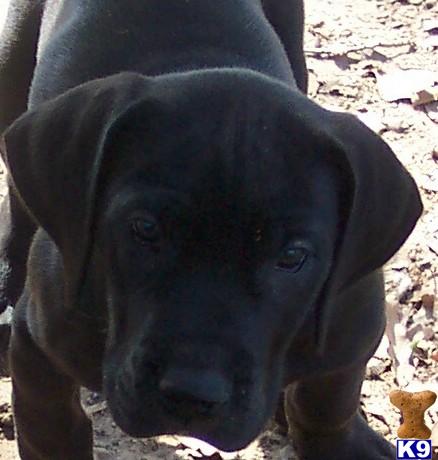 Great Dane Puppies in TX