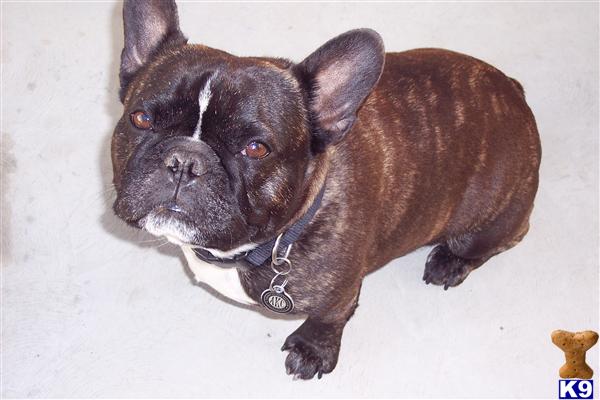 Stud Dogs - French Bulldog