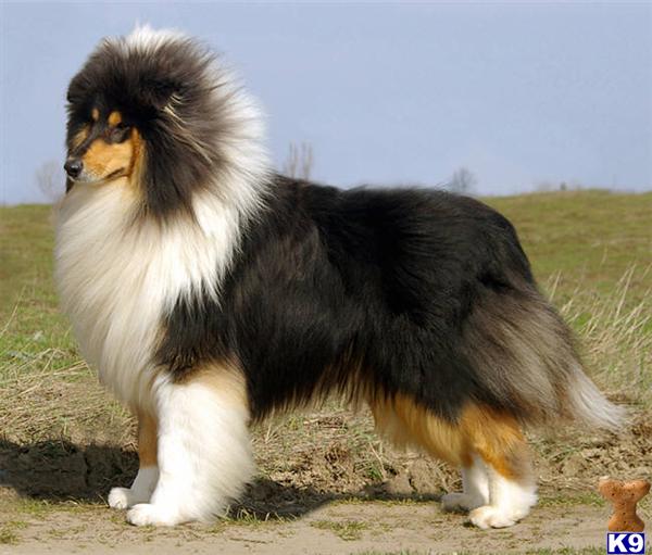 Collie Puppies
