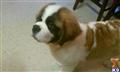 Saint Bernard