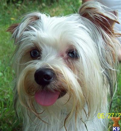 Stud Dogs - Yorkshire Terrier