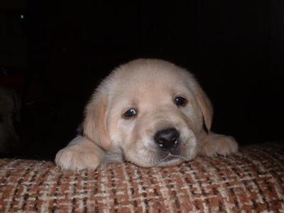 golden retriever puppies for sale in wisconsin. Puppies in WI