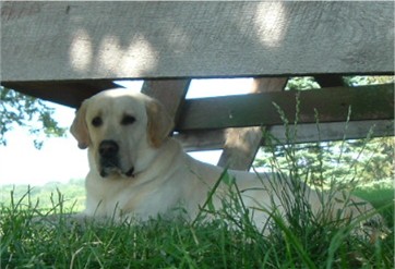 Stud Dogs in WI