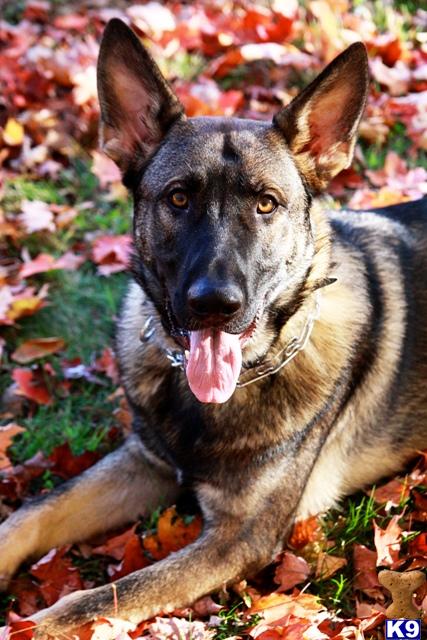 Stud Dogs in PA