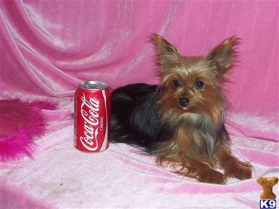 Yorkshire Terrier Puppies for Sale