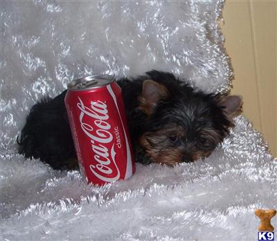 Yorkshire Terrier Puppies for Sale