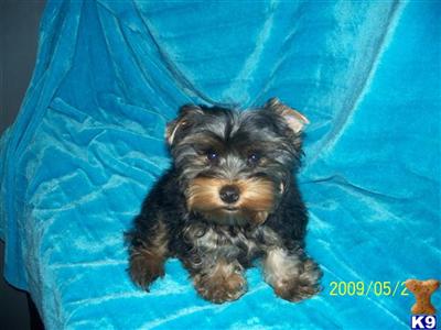 Puppies in MO