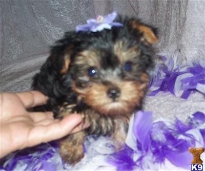 Puppies in MO