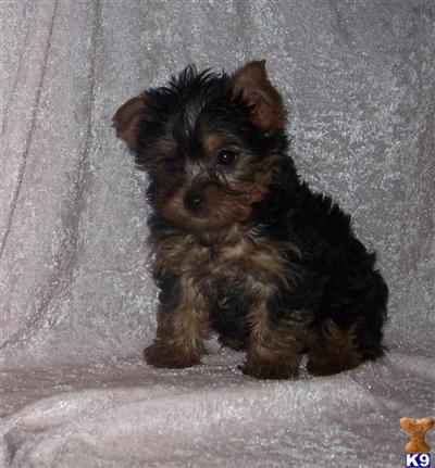 Puppies in MO