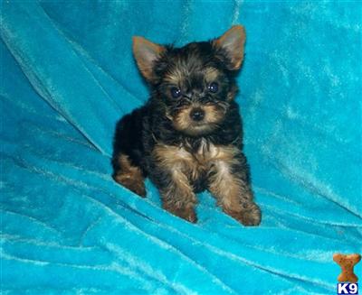 Puppies in MO