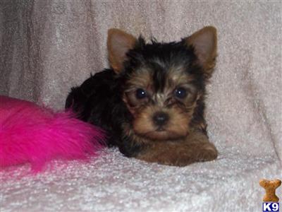 Puppies in MO