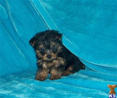 Puppies in MO