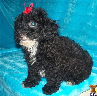 Puppies in MO