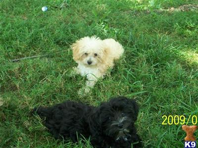 Poodle Puppies for Sale