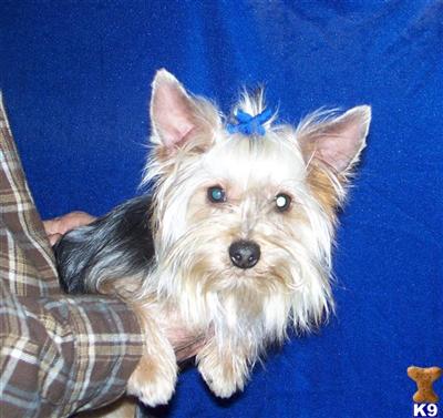 Yorkshire Terrier Puppies for Sale