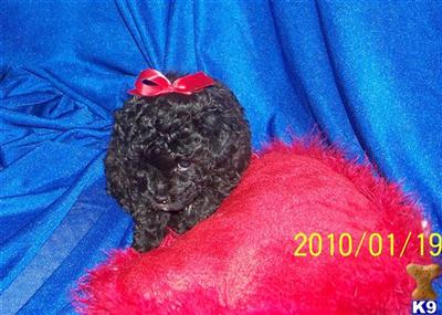 Poodle Puppies for Sale