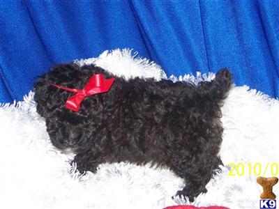 Poodle Puppies for Sale