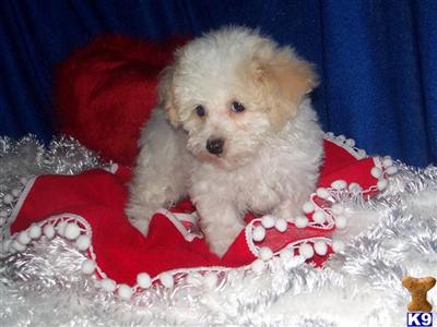 Poodle Puppies for Sale