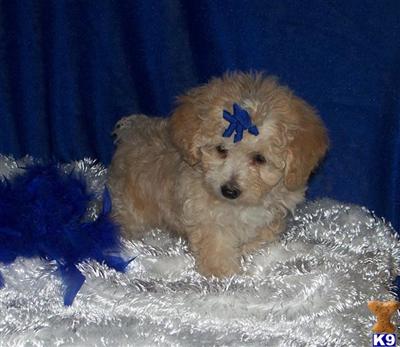 Poodle Puppies for Sale