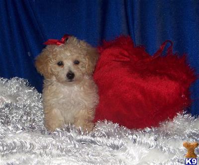 Poodle Puppies for Sale