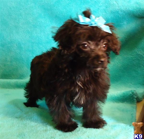 Puppies in MO