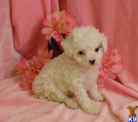 Puppies in MO