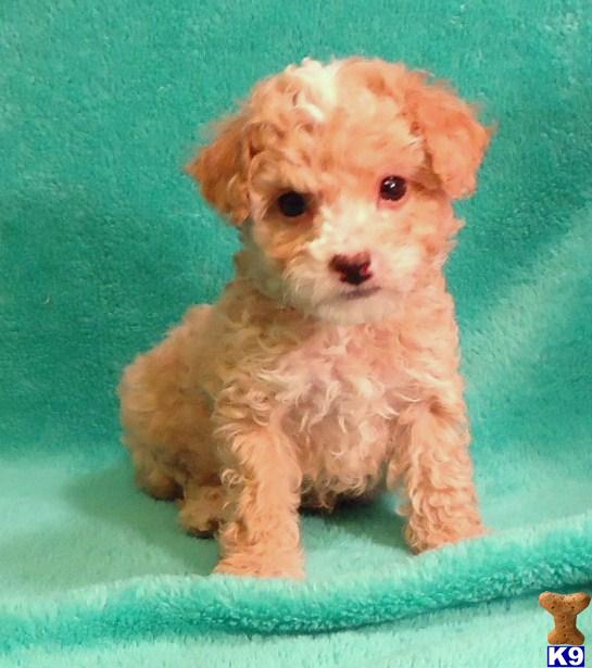 Puppies in MO