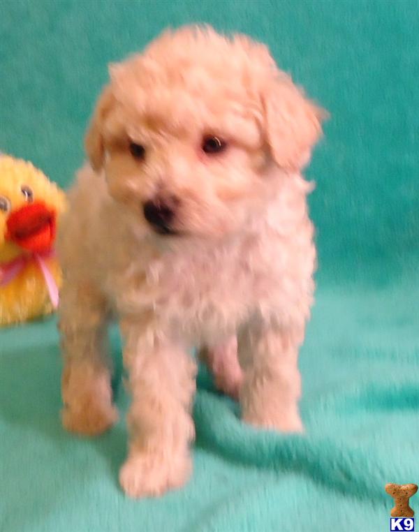 Puppies in MO