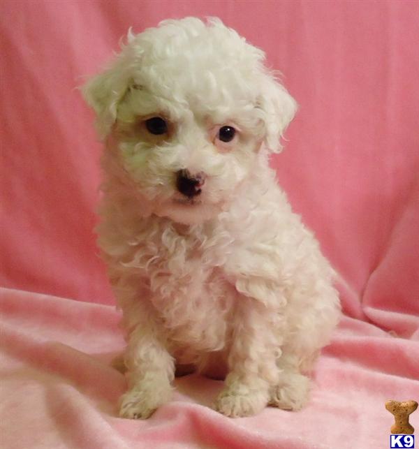 Puppies in MO
