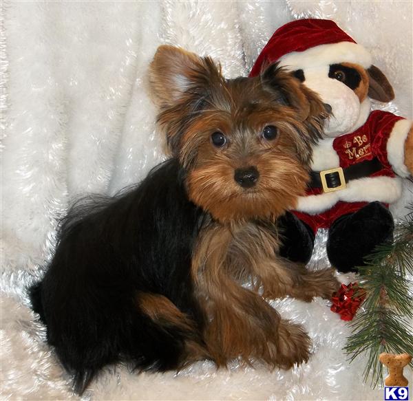 hypoallergenic shoo hypoallergenic puppies hypoallergenic shoo hypoallergenic puppies