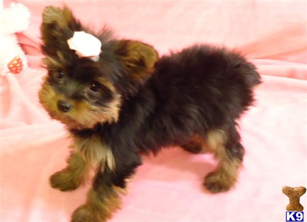 Puppies in MO