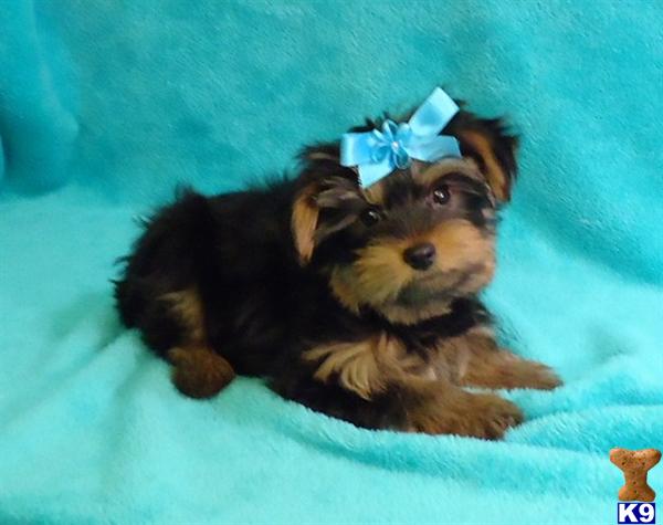 Yorkshire Terrier Puppies