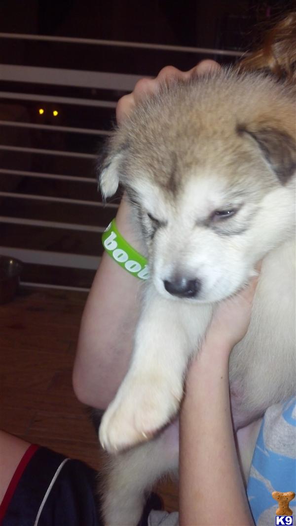 Puppies in VA