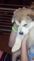 Alaskan Malamute