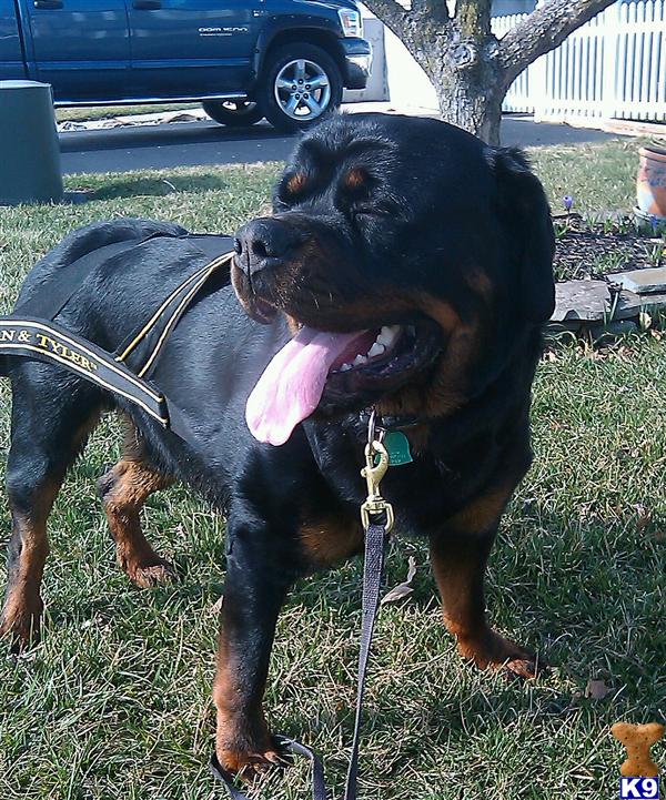 Stud Dogs in MD