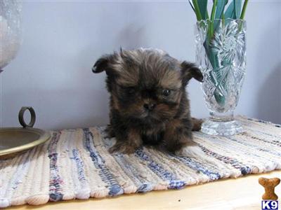 Mi-Ki Puppies